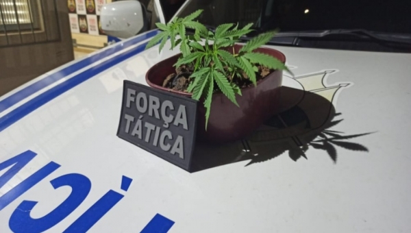 Traficante inova e planta maconha no quintal, em residência do bairro Boa União 